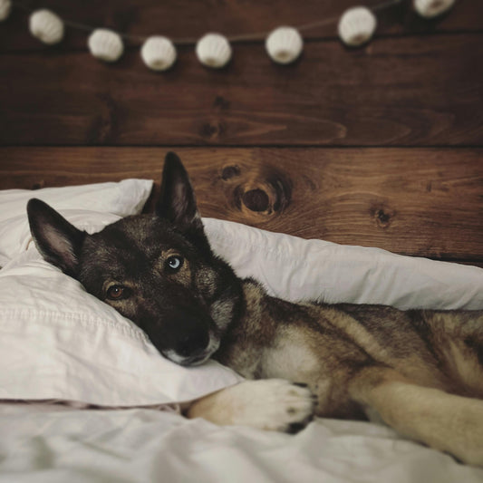 Finding the best beds for your Dogs
