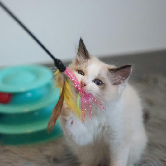The role of Toys in the life of your pets